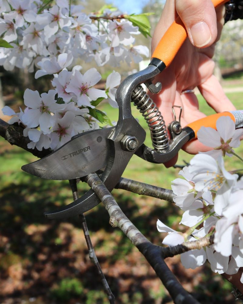 Pruning and Shaping Young Plants