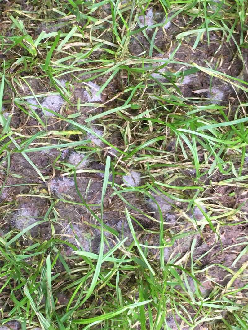 Reduces Unpleasant Lawn Odors