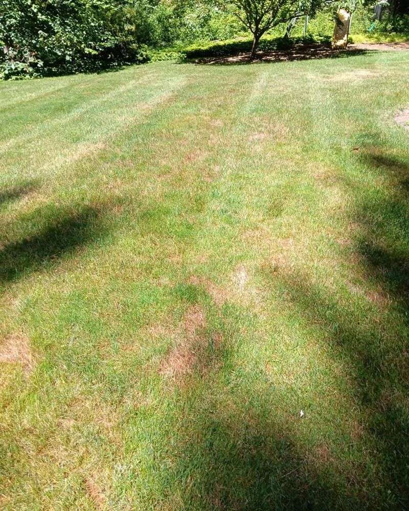 Fights Fungal Infections Effectively