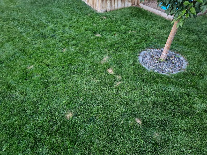 Neutralizes Pet Urine Damage