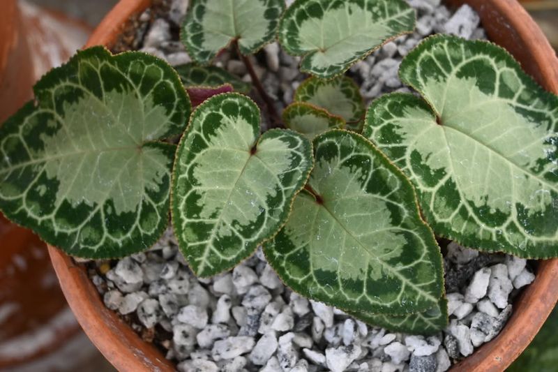 Bright Window Light Causing Surface Reflection On Leaves