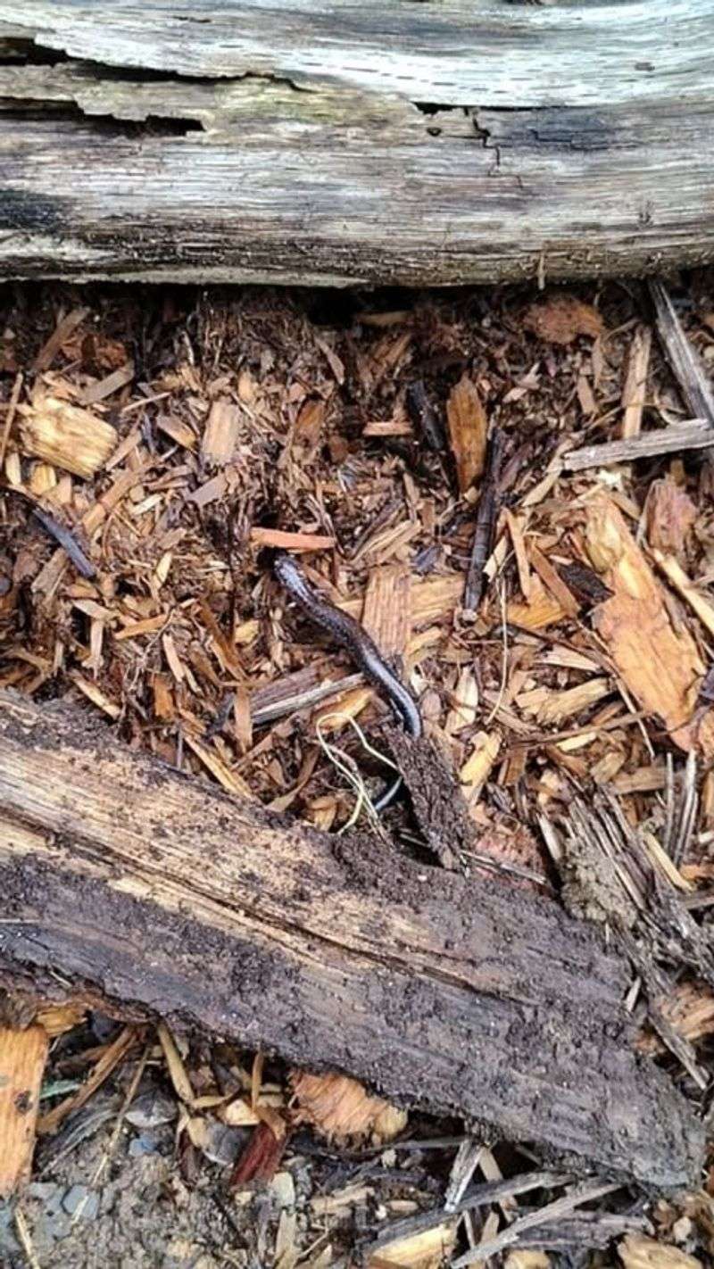Mulch Piles Offer Shelter For Breeding Activity
