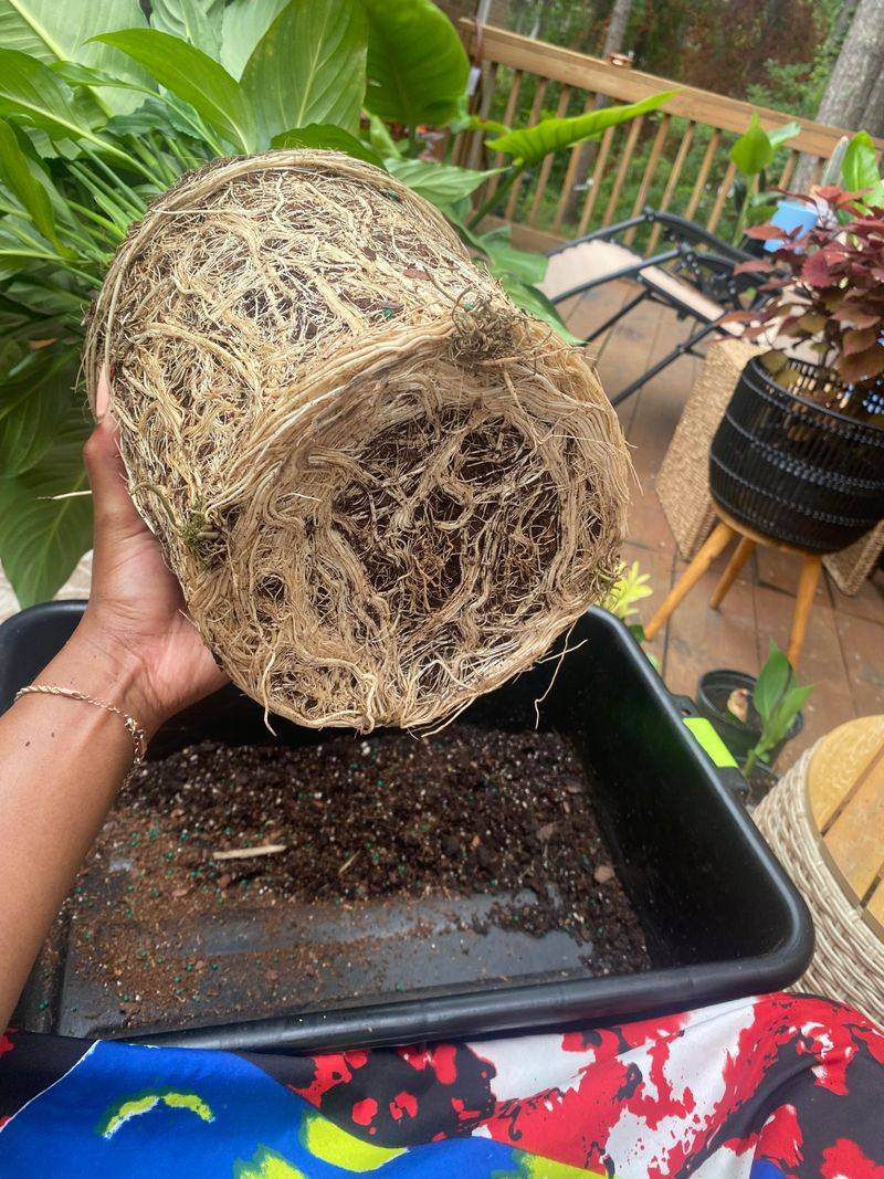 Small Containers With Large Plants Create False Urgency