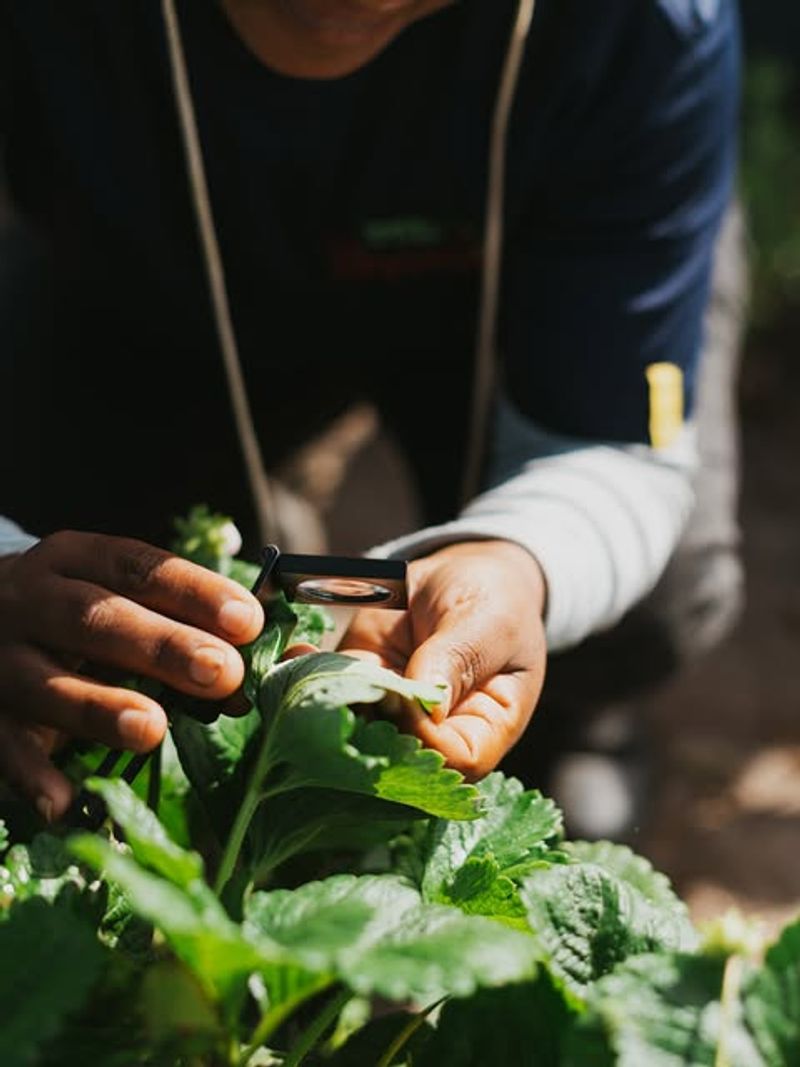 Inspecting Plants and Planning Garden Improvements
