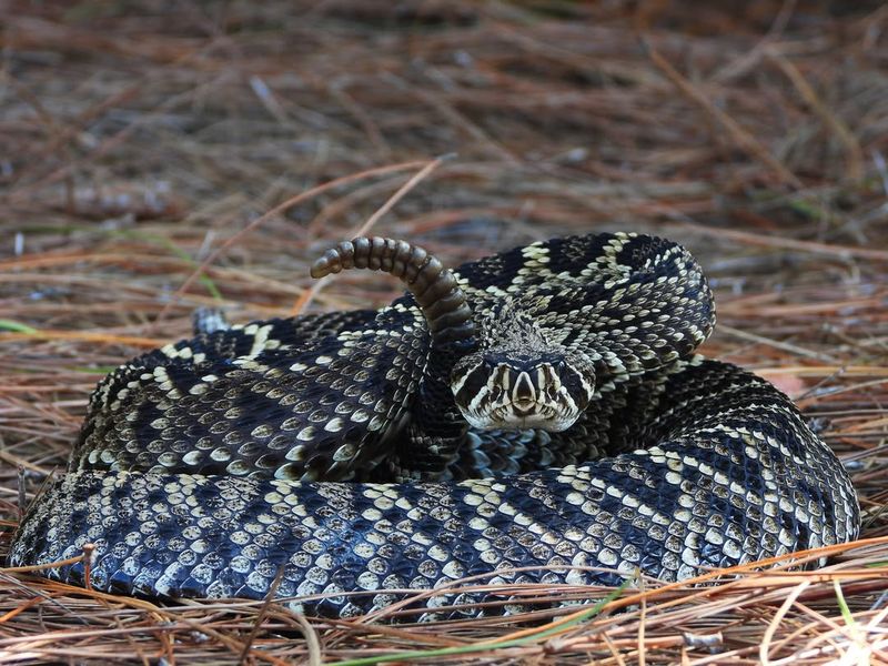 Eastern Diamondback Rattlesnake