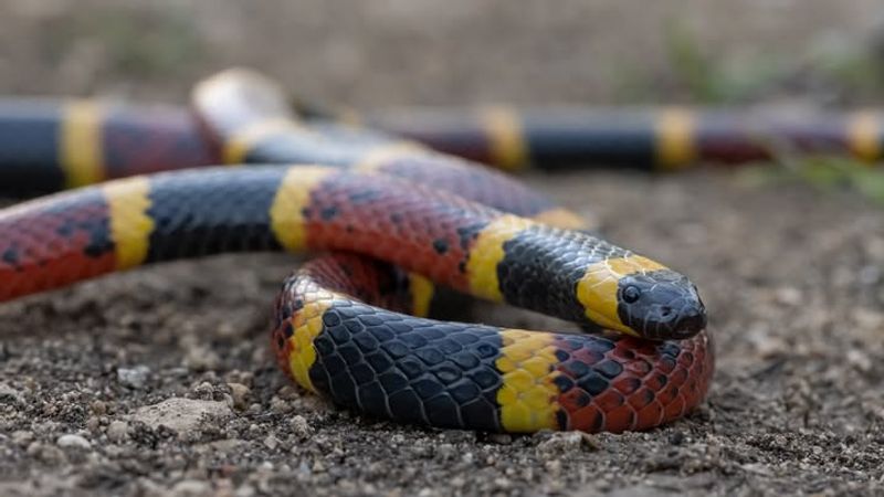 Coral Snake