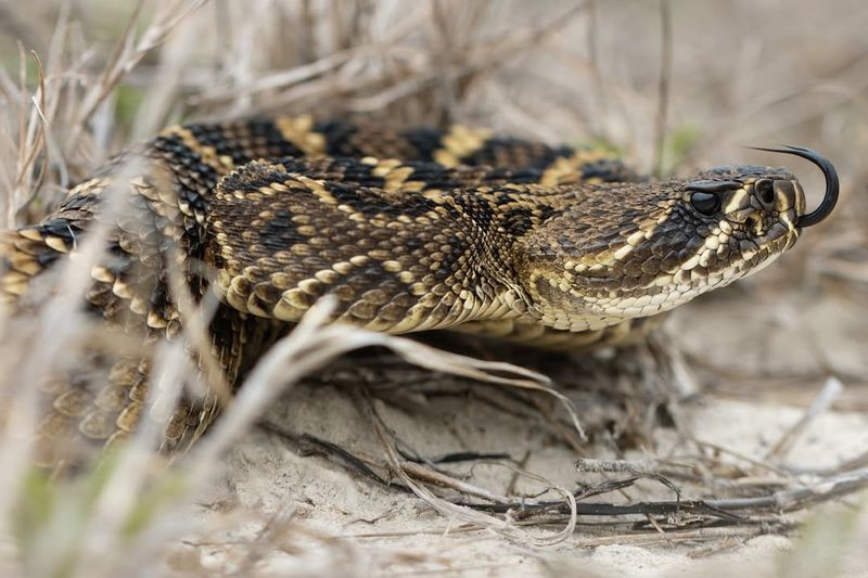 Eastern Diamondback Rattlesnake