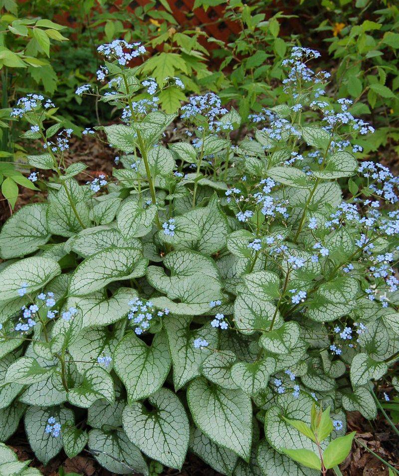 Siberian Bugloss