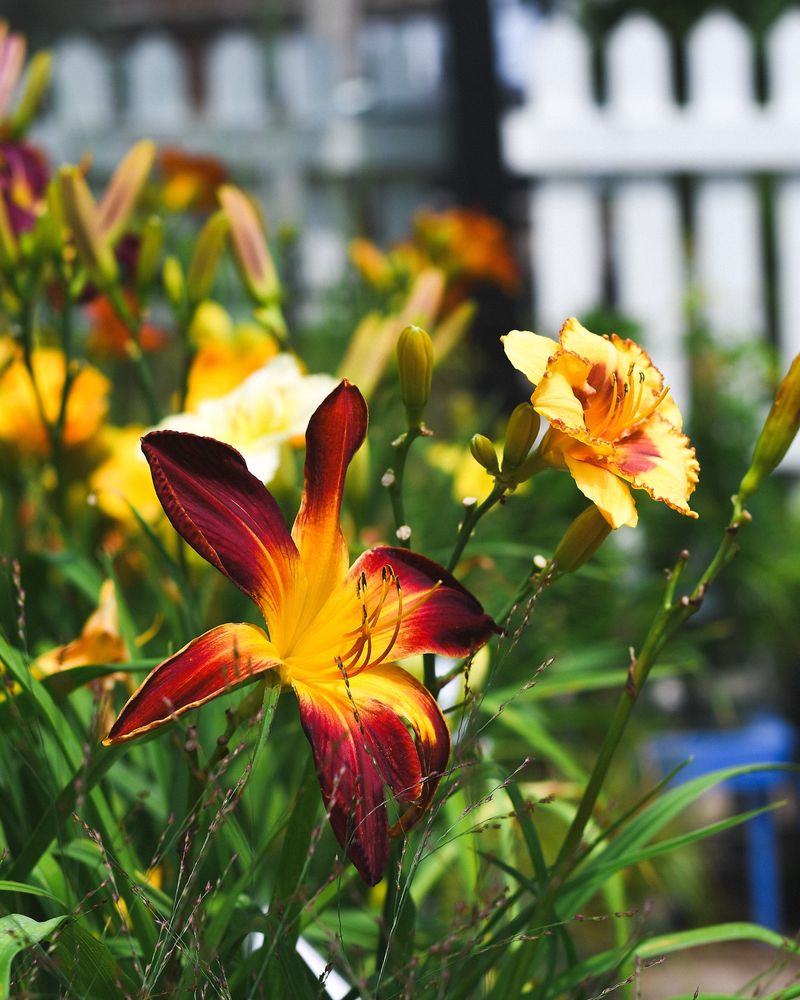 Daylilies (Hemerocallis)