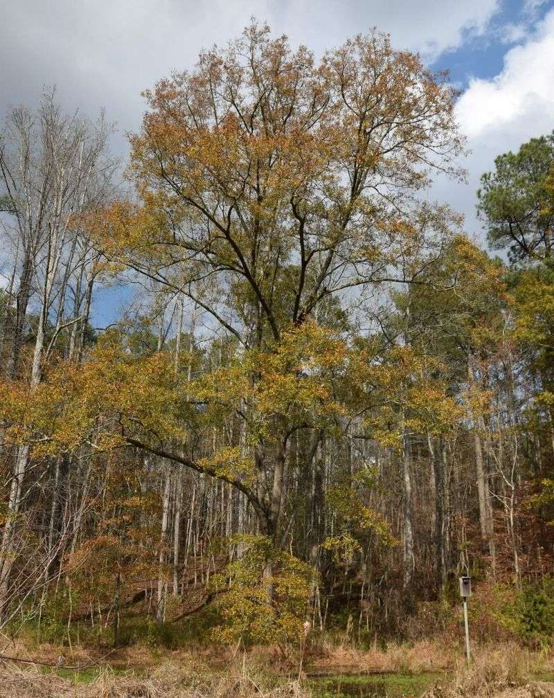 Oak Trees (Quercus Species)