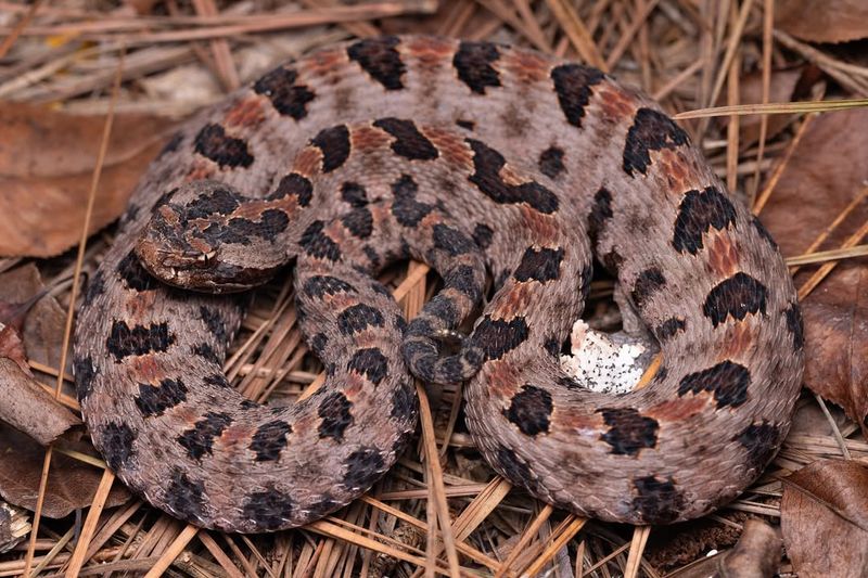 Pygmy Rattlesnake