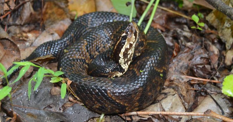 Cottonmouth Water Moccasin