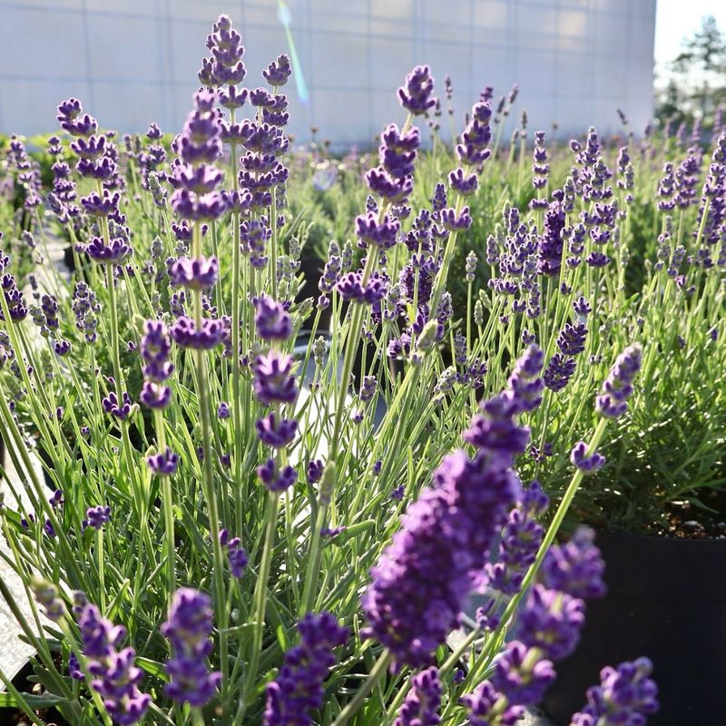 Lavender (Lavandula angustifolia)