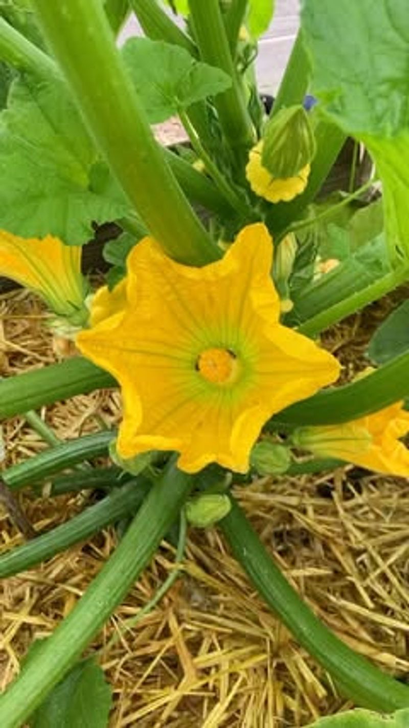 Squash And Nasturtiums