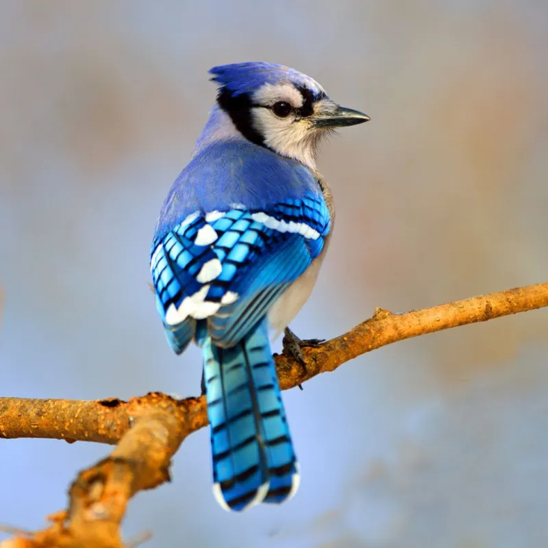 Brush Piles And Natural Cover