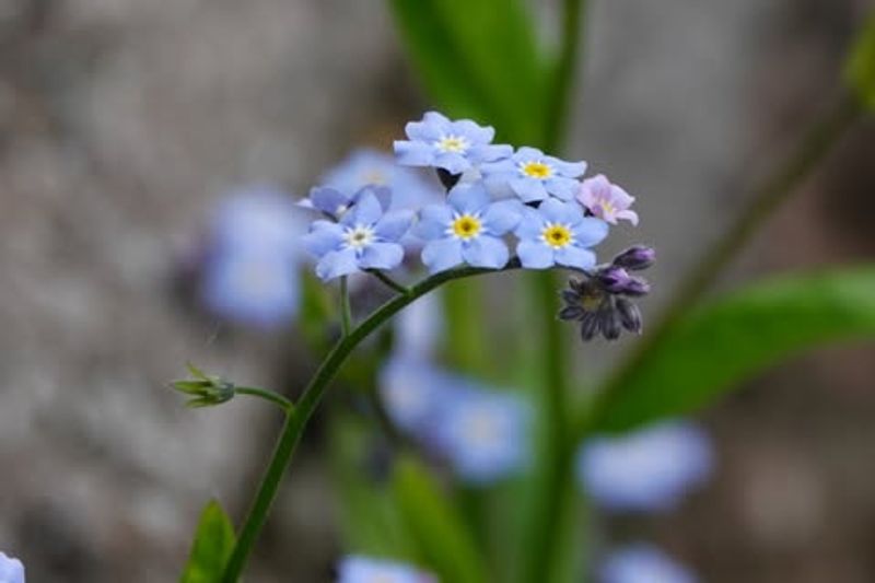 Forget-Me-Not