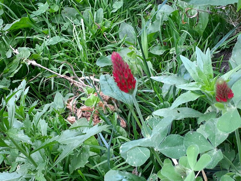 Protects Soil During Winter Months