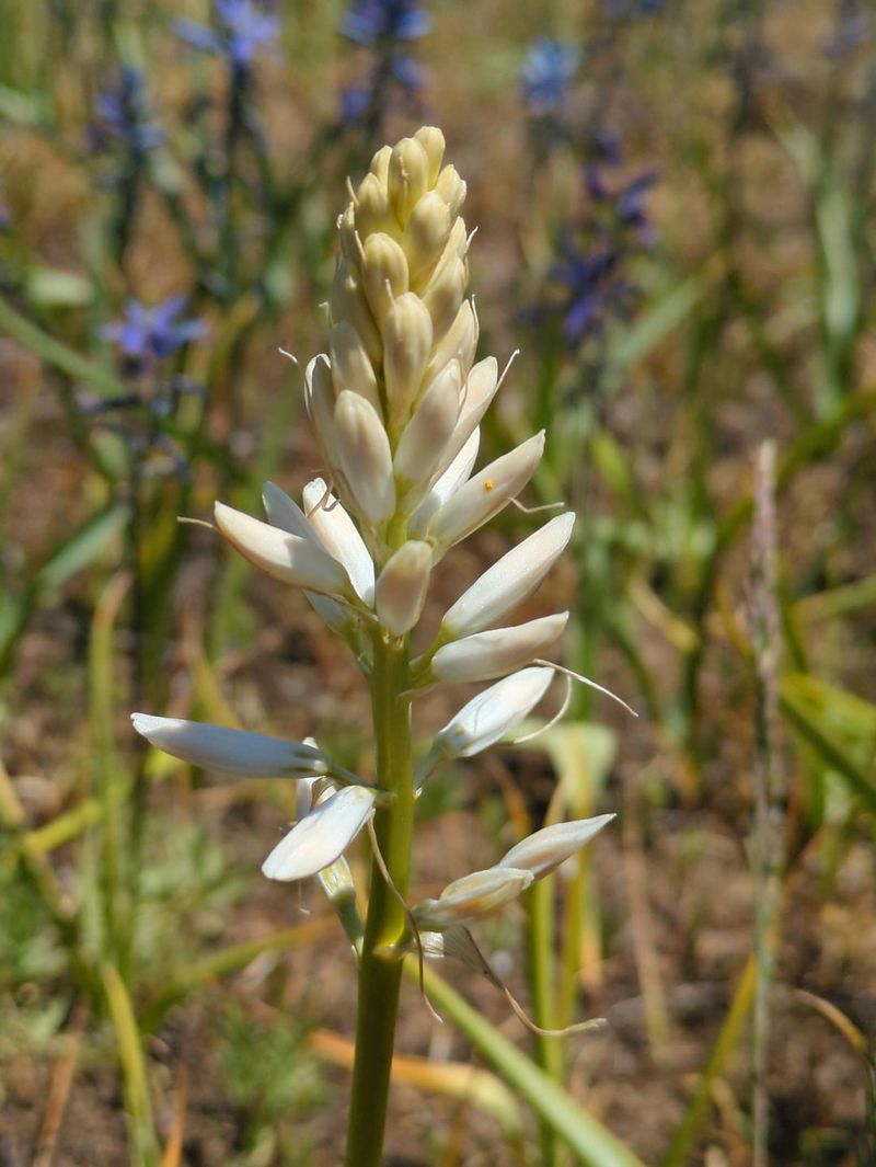 Adapts to Poor Soil Conditions