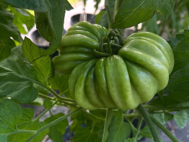 Access To Rare And Specialty Plants