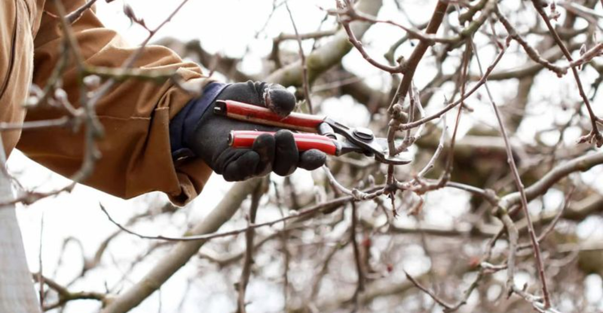 pruning trees (featured image)