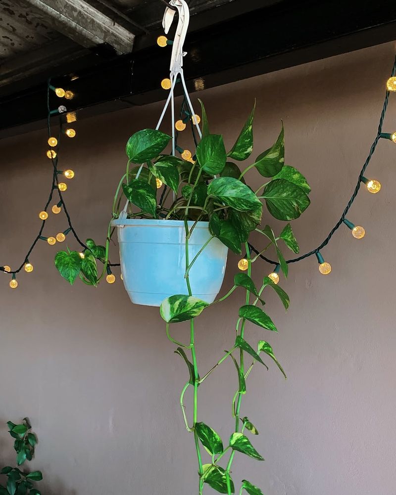 Safe For Small Apartment Spaces