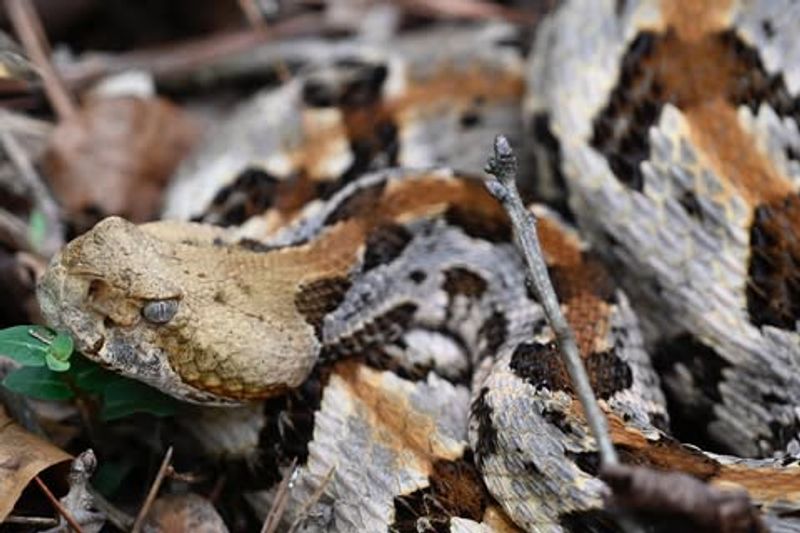 Timber Rattlesnake