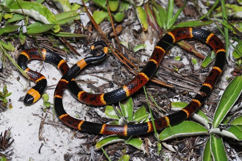 Eastern Coral Snake