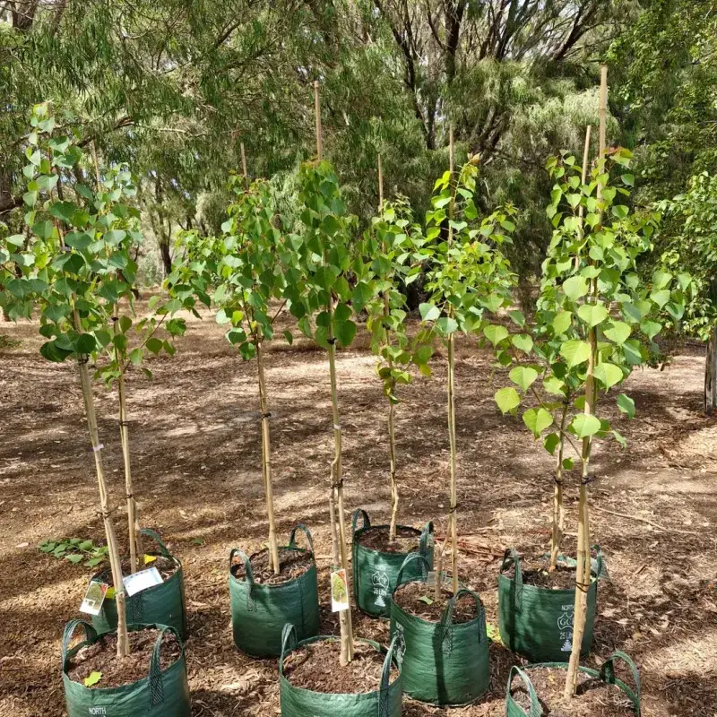 Chinese Tallow Tree