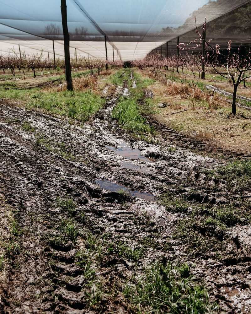 Water Soil Thoroughly Ahead Of The Freeze