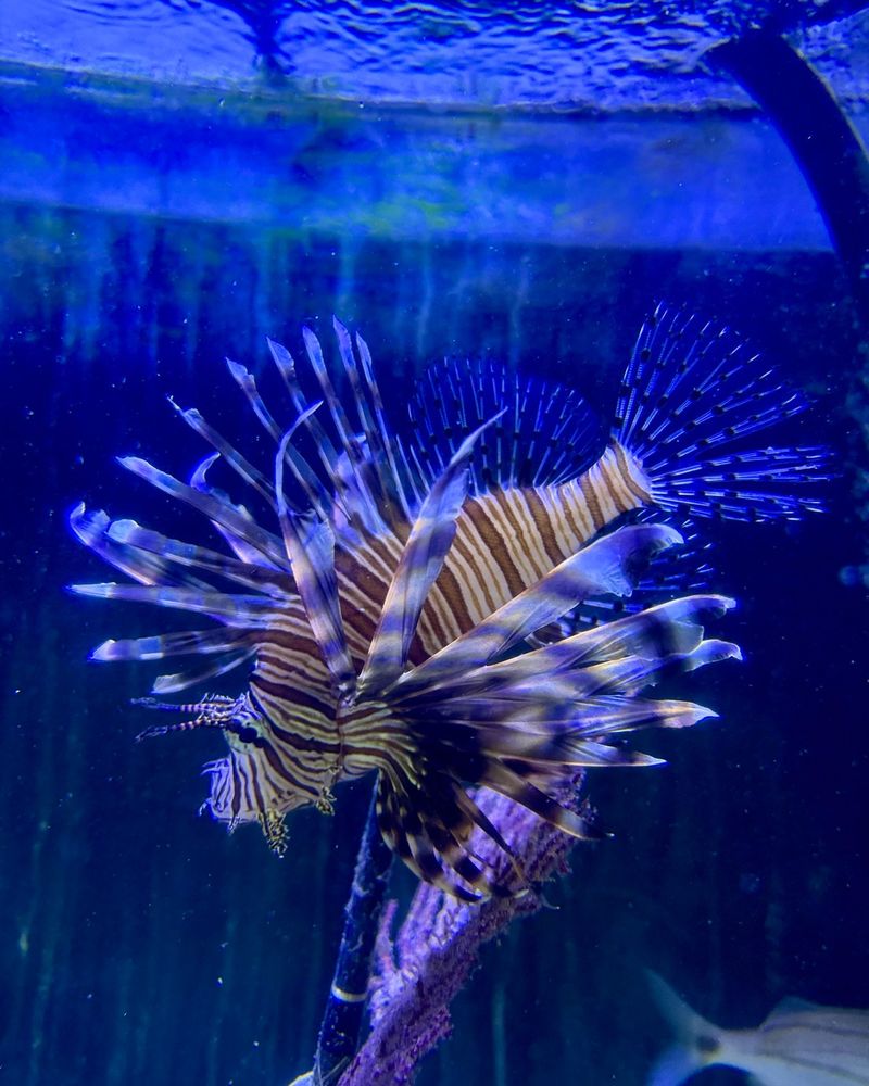Lionfish (Pterois Species)