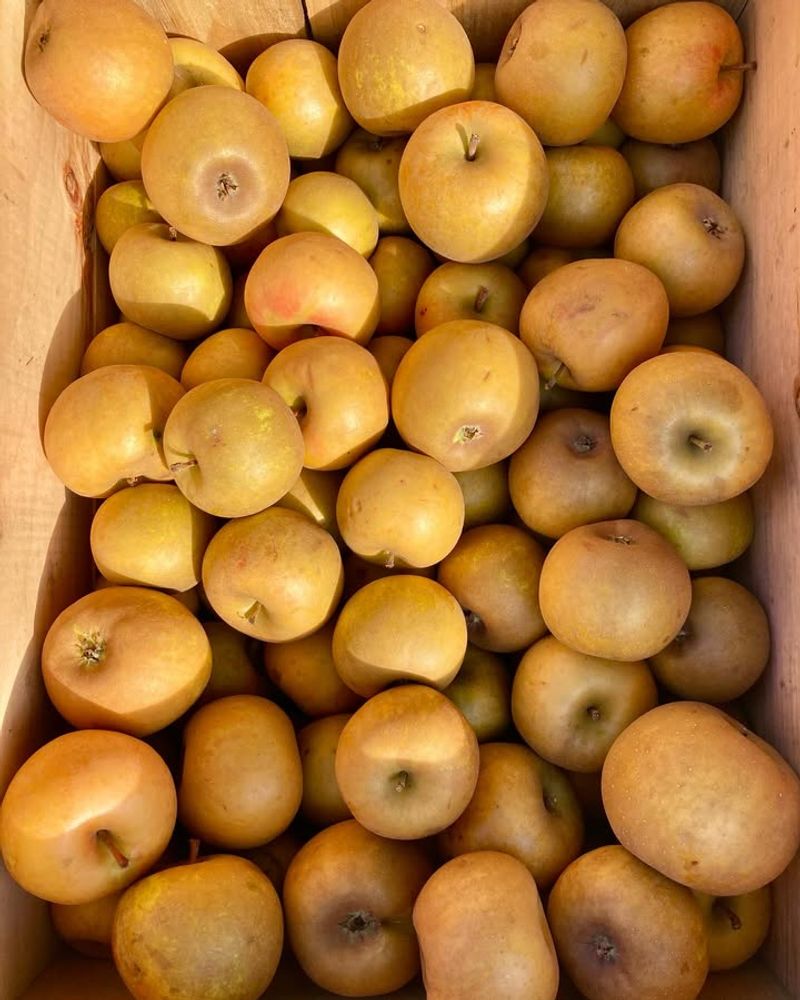 Roxbury Russet