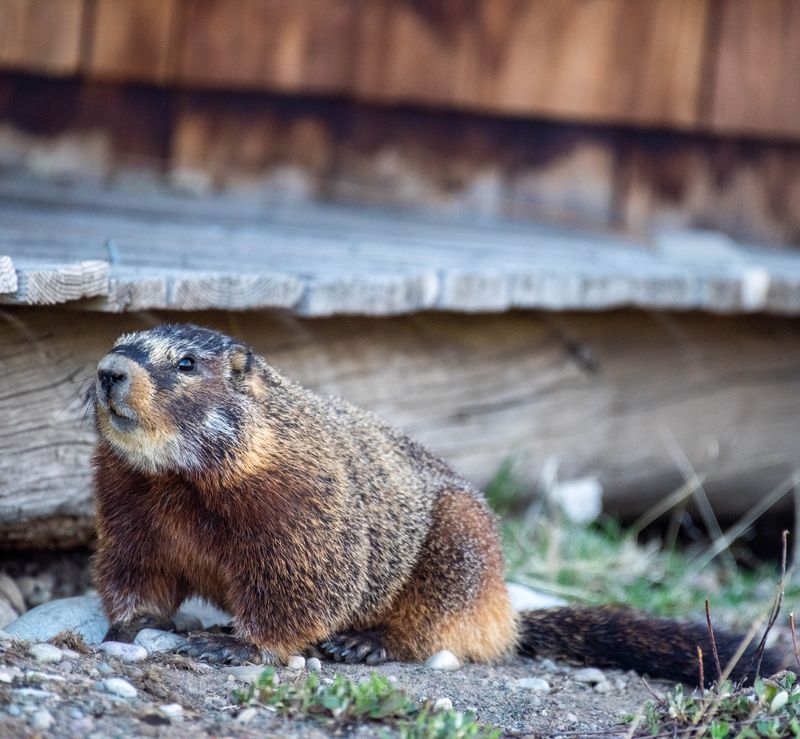 Groundhogs (Woodchucks) (Marmota Monax)