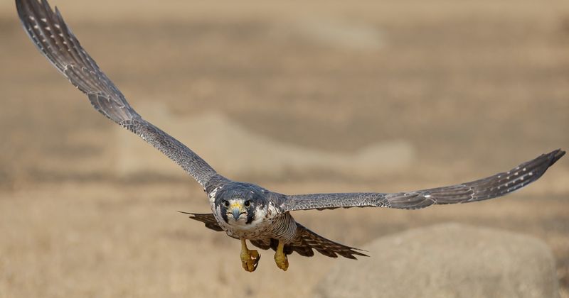 Peregrine Falcons