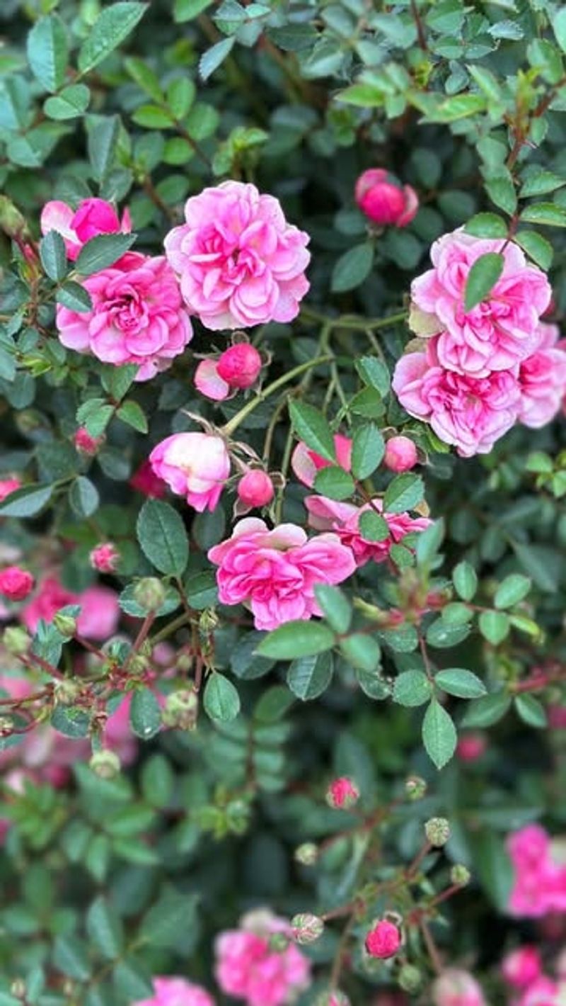 Rose-Friendly Companions That Enhance Every Photo