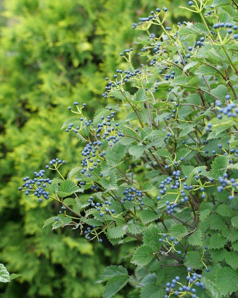 Arrowwood Viburnum (Viburnum Dentatum)