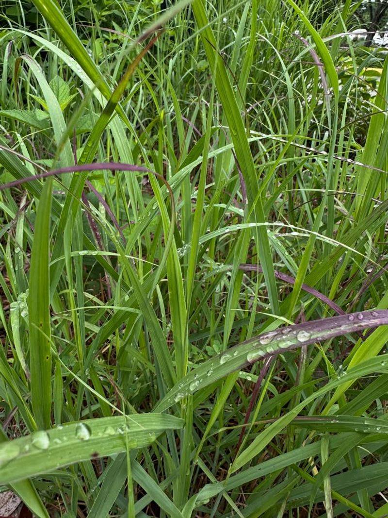 Switchgrass (Panicum Virgatum)