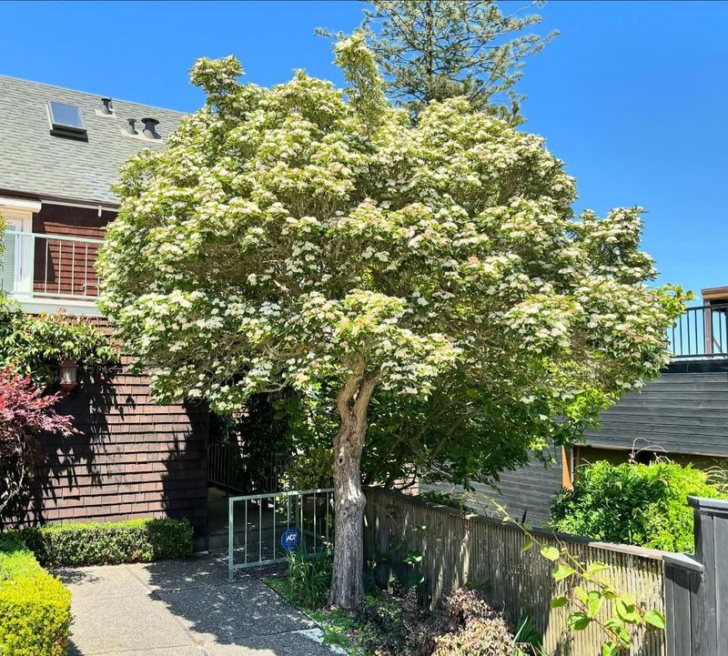 Hawthorn Trees Support Year-Round Populations