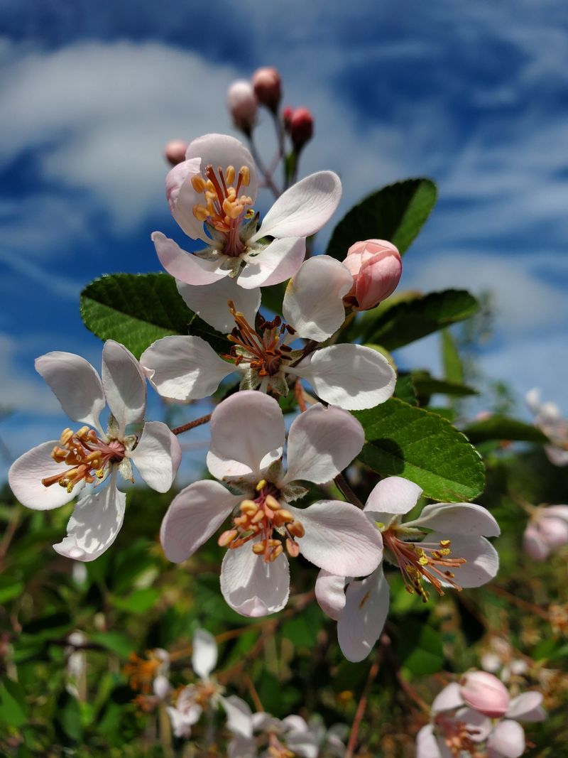 They Improve Pollination For Nearby Apple Trees