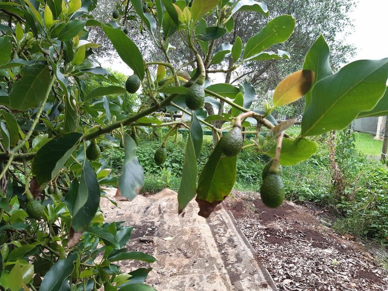 Avocado Trees