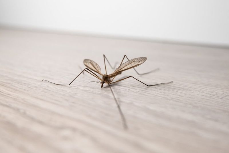 Why Crane Flies End Up Inside Homes