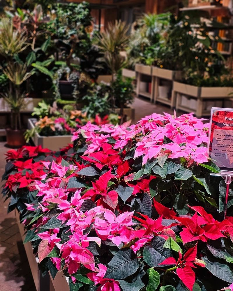 Vibrant Fuchsia Poinsettias