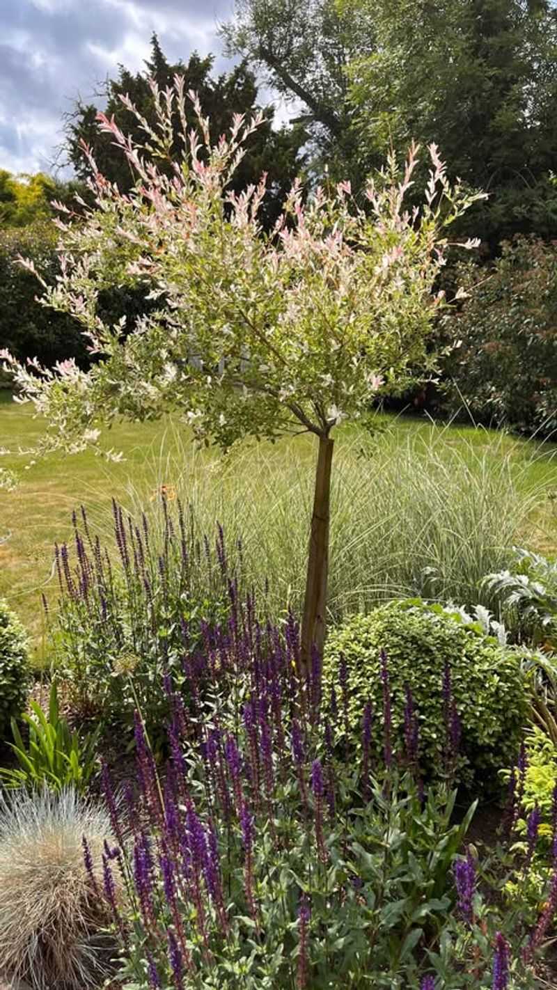 Plant One Small Ornamental Tree