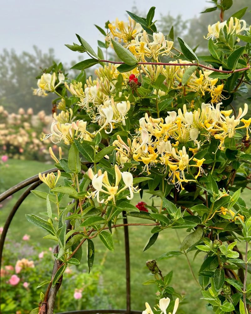 Position Honeysuckle Vines Around Pillars