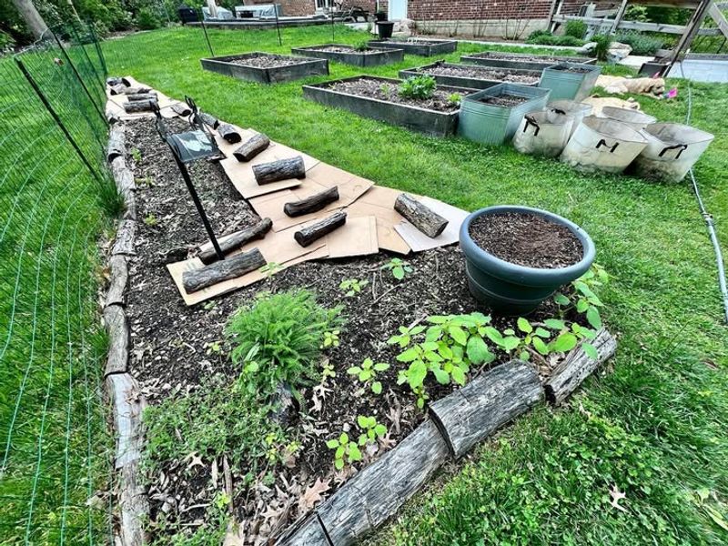 Layer Cardboard Directly Over Grass To Smother Weeds Naturally