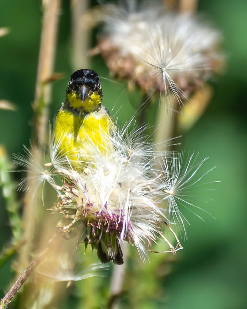 Let Dandelions And Other Weeds Grow In Designated Areas