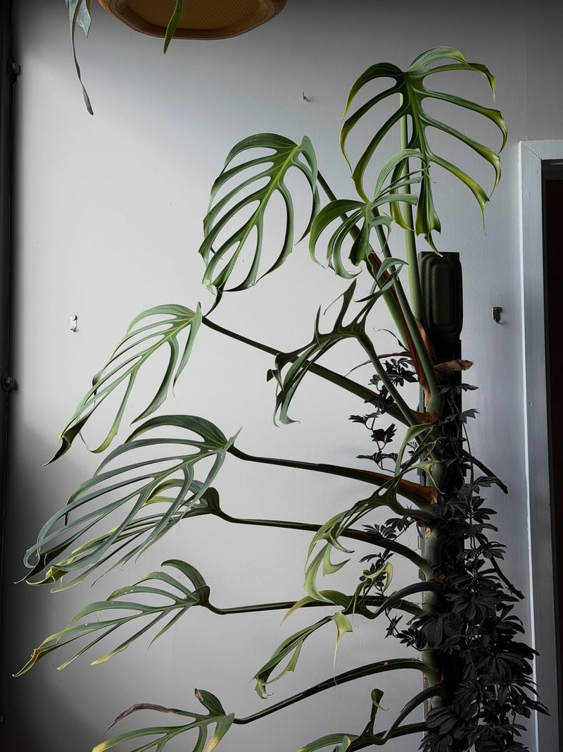 Monitor Plant Response And Adjust Accordingly