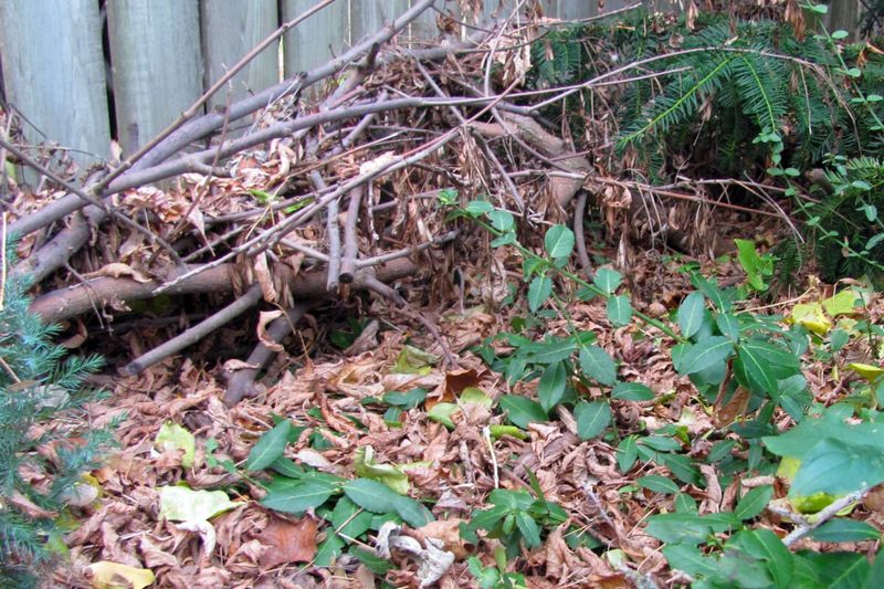 Leave Leaf Piles And Brush Undisturbed