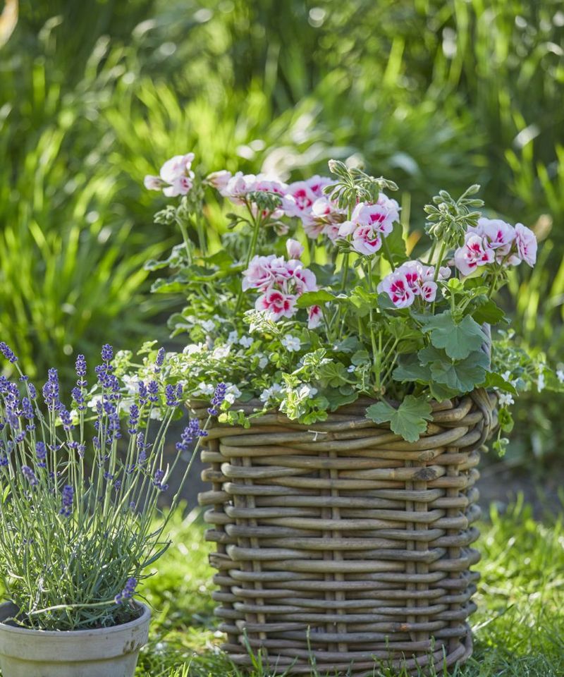 Add Scented Geraniums For Touch-And-Smell Gardens