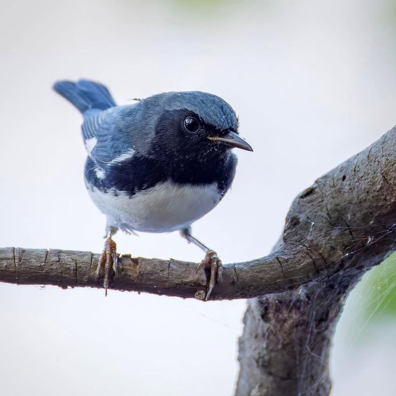 Reduce Or Eliminate Pesticide Use In Your Yard