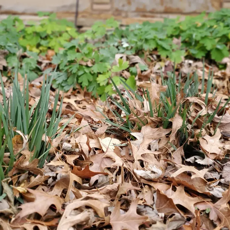 Protect Leaf Litter In Garden Beds